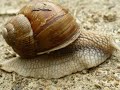 Mikrokozmosz Mikrokozmosz