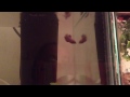Jan 25, 2015: mini petsupermarket haul!!! ** new pets!!**