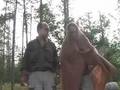 How to Hunt Cougars
