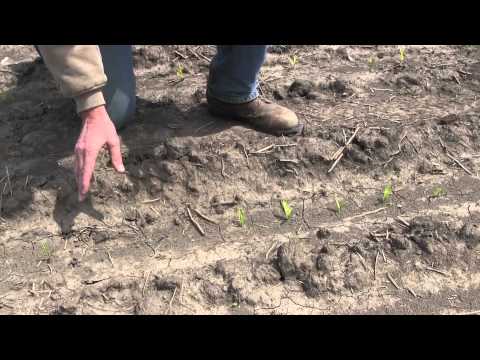 how to replant corn plant