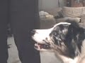 Puppy retrieving credit cards, money, dumbells and frisbees