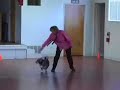 Swedish Vallhund, Blaze, Musical Freestyle performance