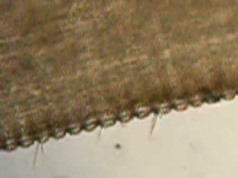 Barnacle anatomy