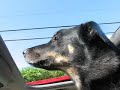 Roxy, wanna go in the car? Roxy, wanna go in the car?