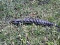 Giant Red Eyed Lizard