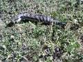 videos de Giant Red Eyed Lizard