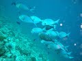 Maldives Lily Beach Resortandspa Dive Tour 2