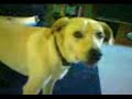 Dogbook Movie: Boobers! Dogbook Movie: Boobers!