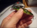 Kankakee River Valley Guide Service Featured Bait.wmv