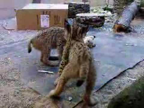 spanish lynx
