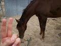 My Favourite Horses My Favourite Horses