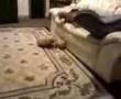 Farret playing with dog