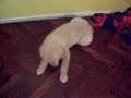 Tob�as looooco
