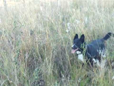 how to train a border collie x kelpie