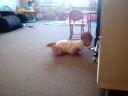 Chloe crawl to get her toy 2