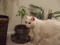Herbal Cat Remedy