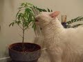 Herbal Cat Remedy