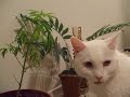 Herbal Cat Remedy