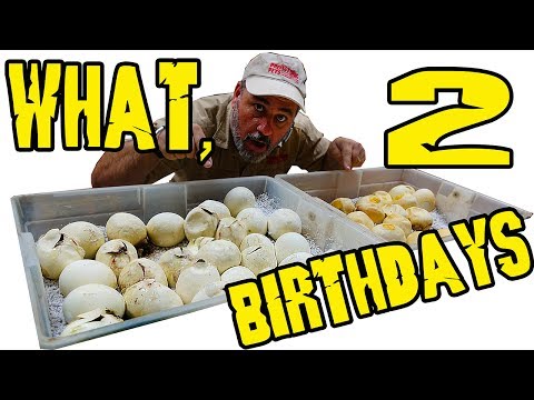 YouTube reptile video