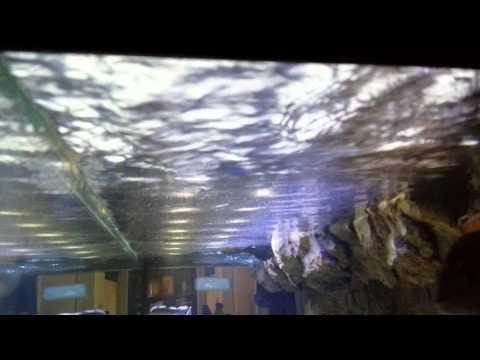 how to provide oxygen for fish