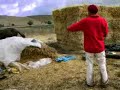 rodeo a Tissa rodeo a Tissa