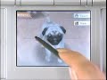 nintendogs