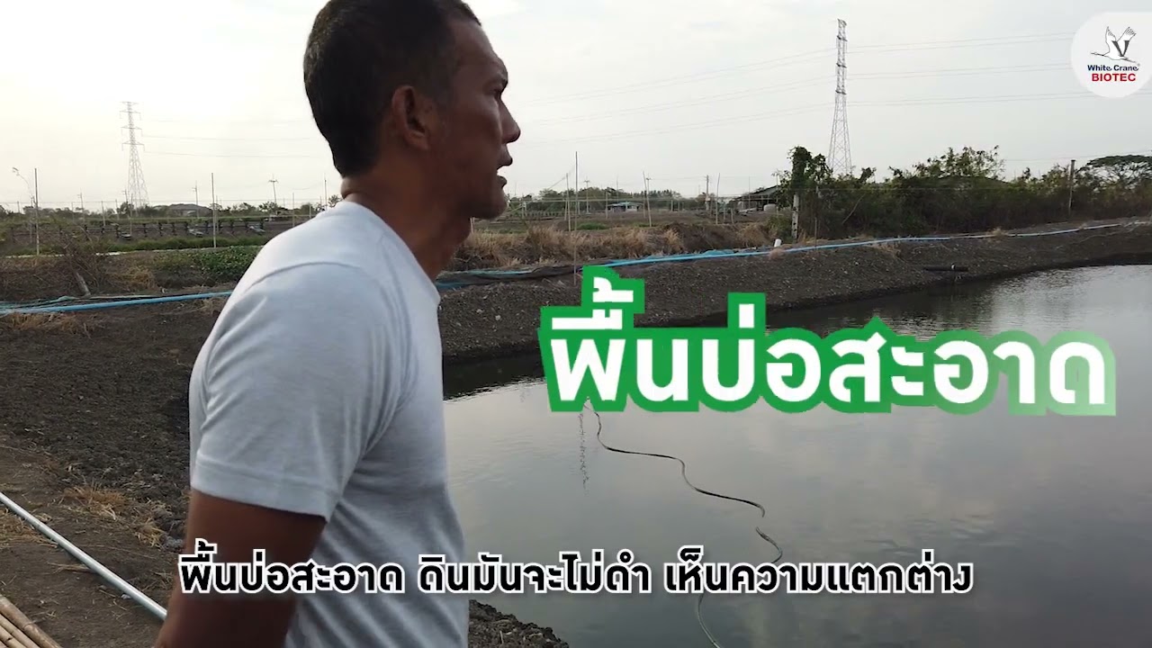 พื้นบ่อสะอาดเลี้ยงปลากะพง