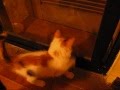 videos de El diario de vida de Lunita Stapp