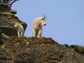 Mountain Goats, Glacier N.P.