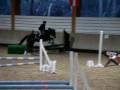 videos de Petiit concour à la cravache