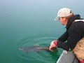Release of Monster Brown Trout