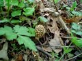 Finding Morels (Morchella) with my son Chris in S.E. MN Finding Morels (Morchella) with my son Chris in S.E. MN