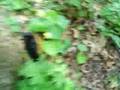 Finding Morels (Morchella) with my son Chris in S.E. MN