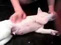 Kishu - Sucking my fingers