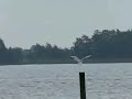 meeuw vliegt op en landt meeuw vliegt op en landt