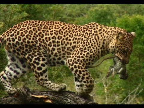 male leopard