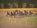 videos de Consolazione 81° Derby Trotto Trotto 2008 - LAIKA EK