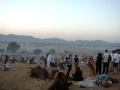 Pushkar Camel Fair - 2008