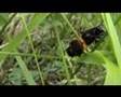 Insectes, araignées,orchidées et papillons