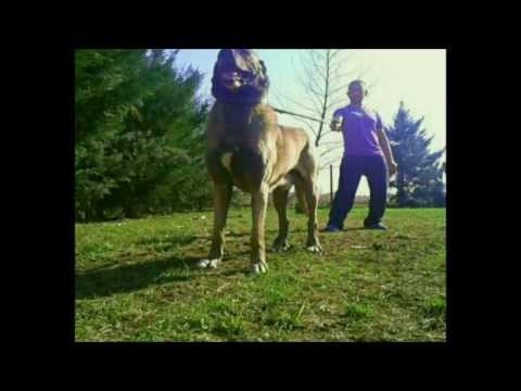 kangal