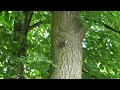 Kleiber 1080P Hd