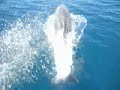 Messege of Love and Freedom from the Sirian Dolphins 〰︿︽︿〰