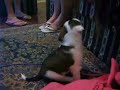 A CACHORRINHA MAIS LINDA DO MUNDO A CACHORRINHA MAIS LINDA DO MUNDO