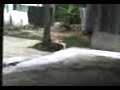 aqui vemos como una cancion de tego calderon afecta la mente de un perro haciendo que este se revuelque en el piso como una cucaracha a la que le acaban de echar insecticida...

es preocupante como esta cosa que hacen llamar musica empieza a afectar a nuestro medio ambiente...