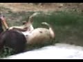 aqui vemos como una cancion de tego calderon afecta la mente de un perro haciendo que este se revuelque en el piso como una cucaracha a la que le acaban de echar insecticida...

es preocupante como esta cosa que hacen llamar musica empieza a afectar a nuestro medio ambiente...