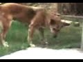 aqui vemos como una cancion de tego calderon afecta la mente de un perro haciendo que este se revuelque en el piso como una cucaracha a la que le acaban de echar insecticida...

es preocupante como esta cosa que hacen llamar musica empieza a afectar a nuestro medio ambiente...