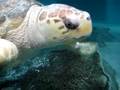 videos de Sea Turtle