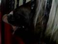 videos de cavalos falantes...