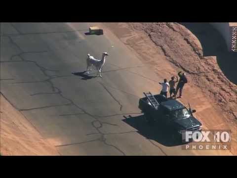 JB: Llamas on the Loose