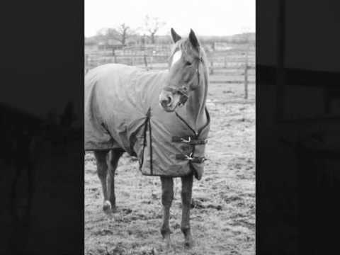 how to fit side reins for lunging